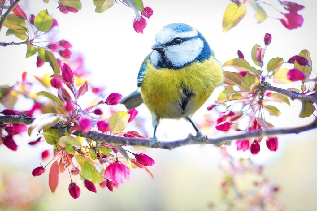 spring bird, bird, spring, blue, nature, branch, blossoms, pink flowers, springtime, colorful, yellow