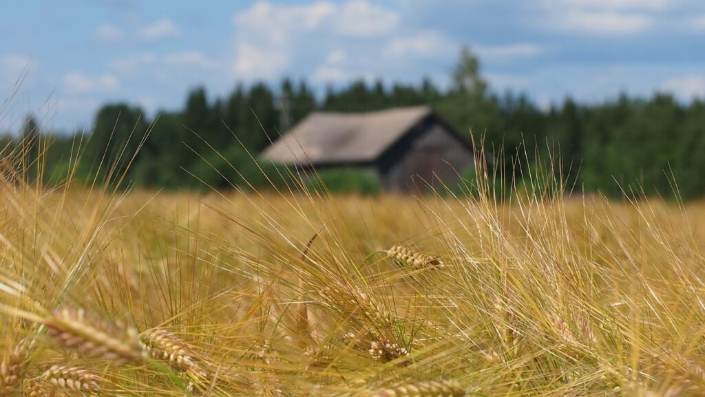 rural landscape, field, barn, finland, milieu, landscape, agricultural, countryside